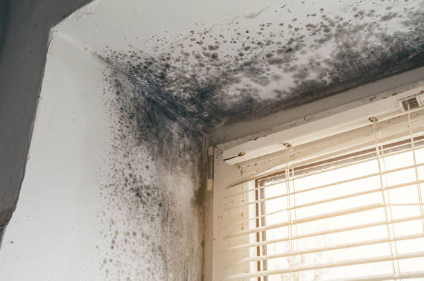 Mold Remediation service in Linden, Linden, TN